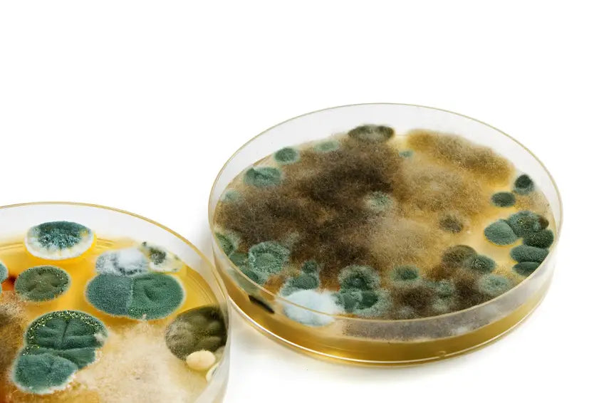 Two petri dishes with mold growth on a white background