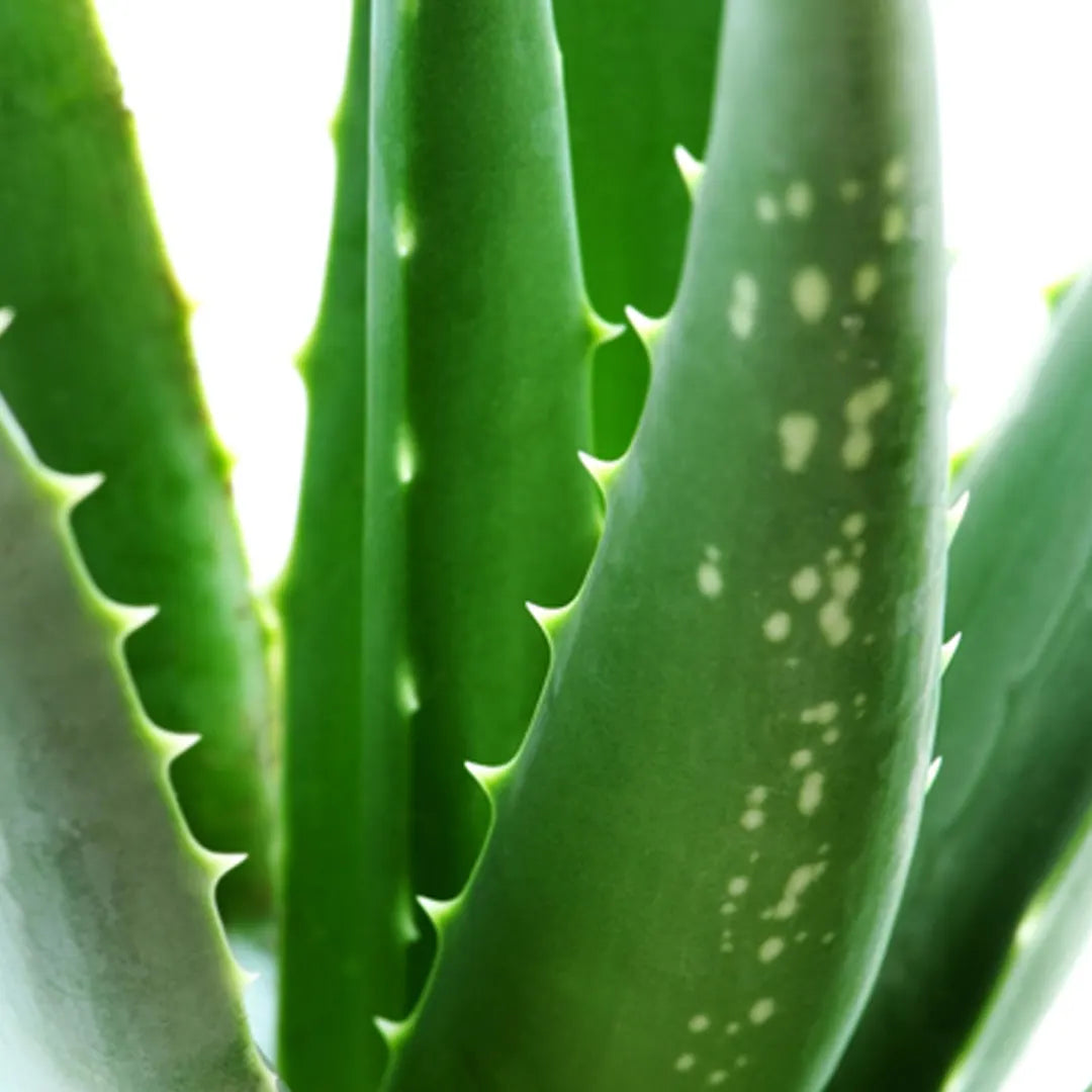 Aloe vera